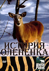 Animal Planet. История олененка #1