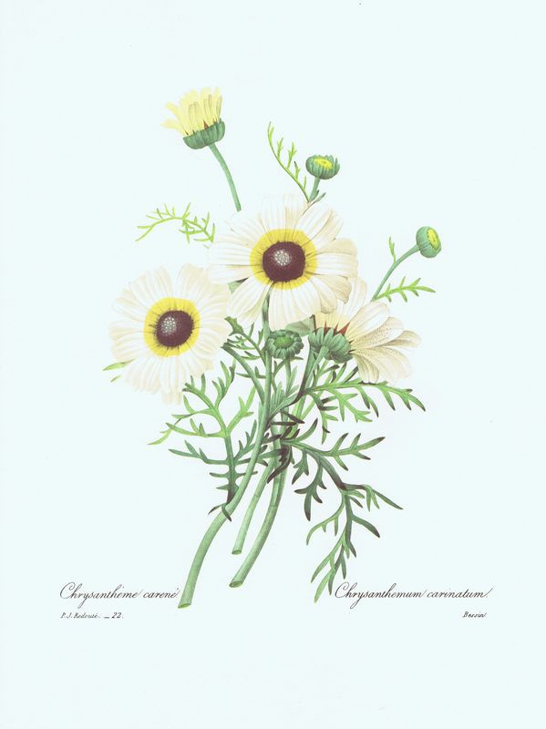 Цветы. Хризантема килеватая. Пьер-Жозеф Редуте. Антикварная офсетная литография. Германия, 1968 год  #1