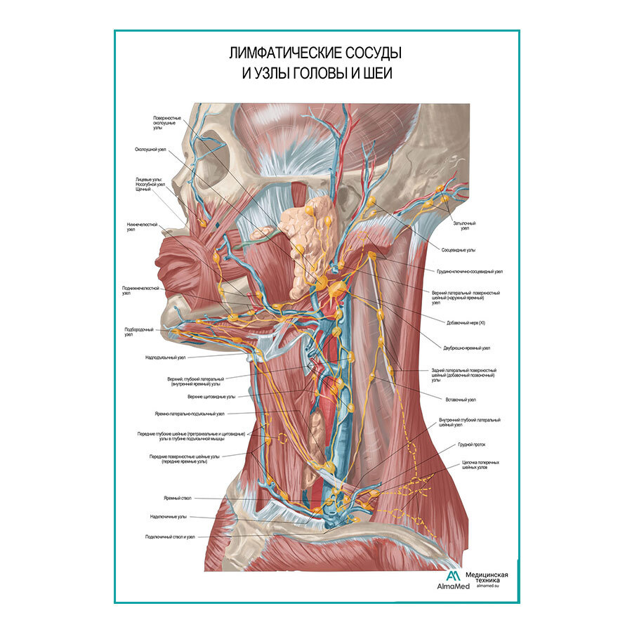 Лимфатические узлы и сосуды головы и шеи (анатомия человека), обучающий  плакат, глянцевый холст от 200 г/кв.м, размер A1+ - купить с доставкой по  выгодным ценам в интернет-магазине OZON (975485081)