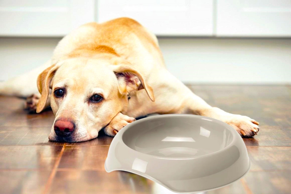 Миска для домашних питомцев/животных/кошек/собак/для воды/корма ...