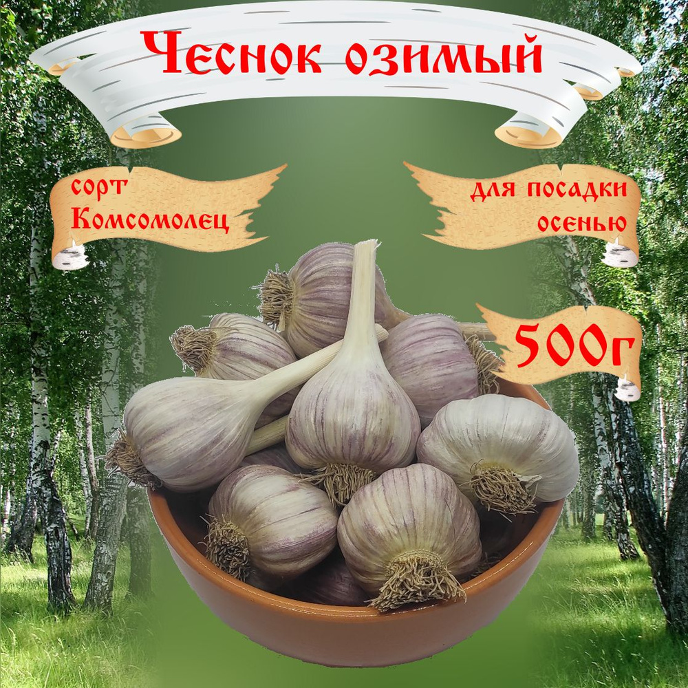 Чеснок "Комсомолец" озимый, для посадки осенью, 500г, RusAgro62  #1