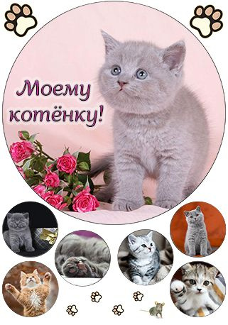 Сахарная картинка (А4) для торта и капкейков Котята, Моему котенку! №1  #1