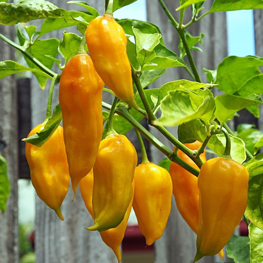 Острый перец bhut jolokia orange семена (5 ШТ) #1