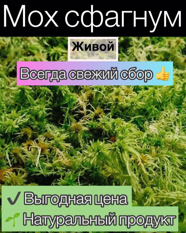 Живой свежий мох сфагнум (800гр) #1