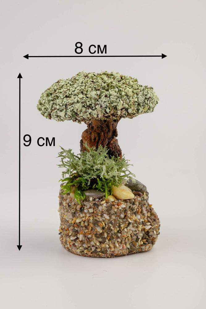 Живое дерево из исландского мха цетрария "Красавчик" большой  #1
