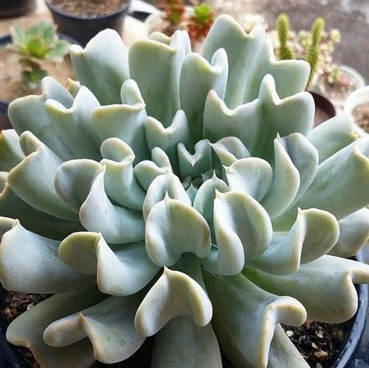 Эхеверия Топси Турви (Echeveria Topsy Turvy) D5см #1