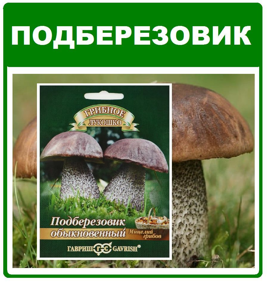 Грибы Подберезовик обыкновенный мицелий грибов в субстрате 15мл Гавриш  #1