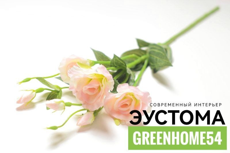 GreenHome54 Цветы поштучно,1шт #1