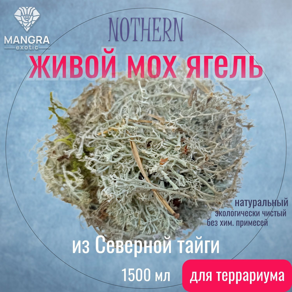 Мох живой MANGRA exotic NOTHERN - ягель, из Северной тайги, для террариума, 1500 мл, для рептилий и насекомых #1