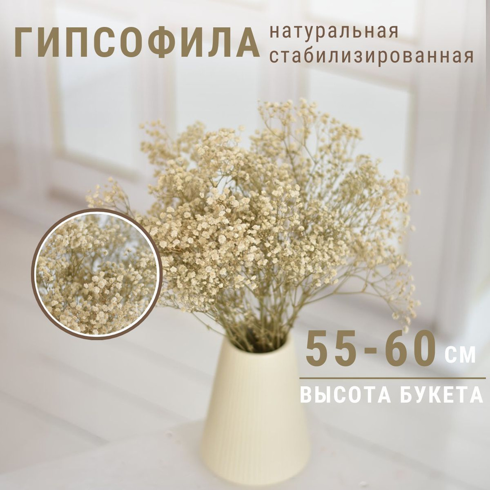 Сухоцветы для декора Гипсофила Trava Decor стабилизированные цветы для вазы, белые  #1