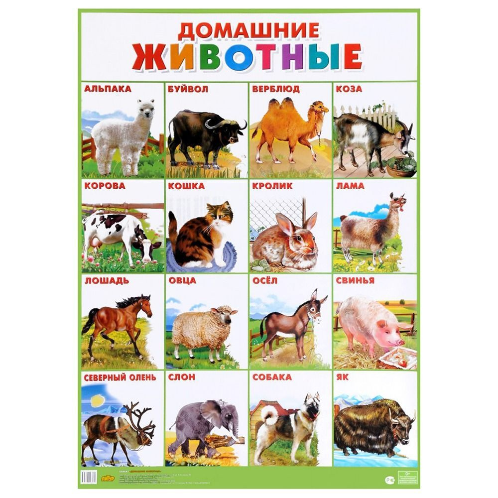 Обучающий плакат Литур Домашние животные. 555х774 мм #1