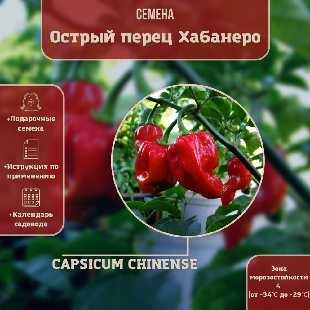 Перец острый Хабанеро Красный (лат. Capsicum Chinense) СЕМЕНА 10шт + подарочек  #1