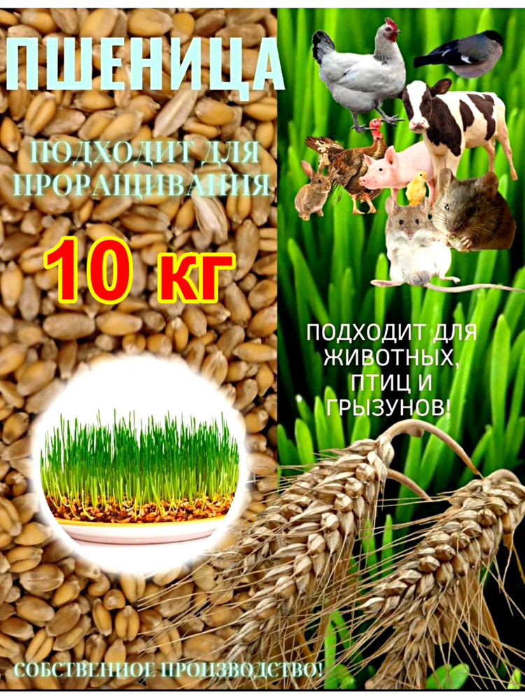 Пшеница кормовая 10 кг #1