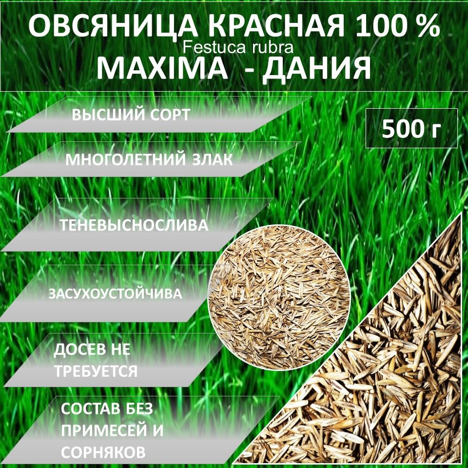 Газон 100 % Овсяница красная MAXIMA МАКСИМА 1. 500 гр газонная трава семена  #1