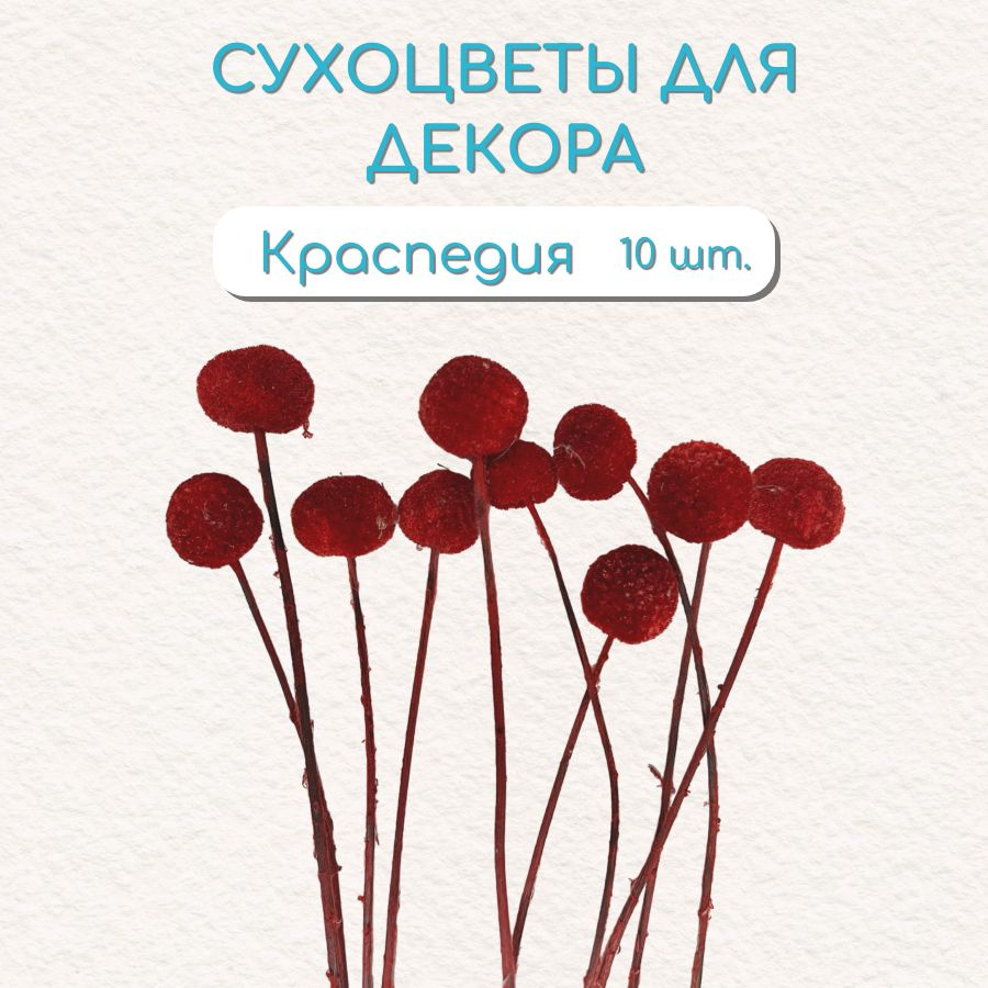 Краспедия красная/ Craspedia букет сухоцветов для декора 10шт. h 60см  #1