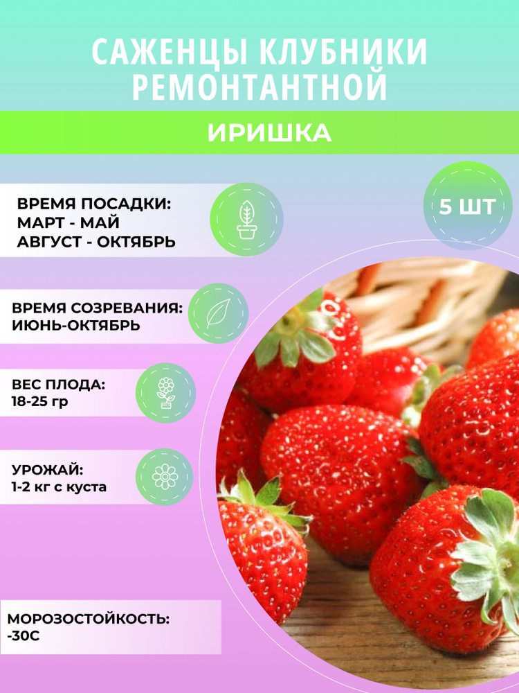 Клубника Иришка саженцы, крупноплодная и ремонтантная, ягодные кусты 5 шт  #1