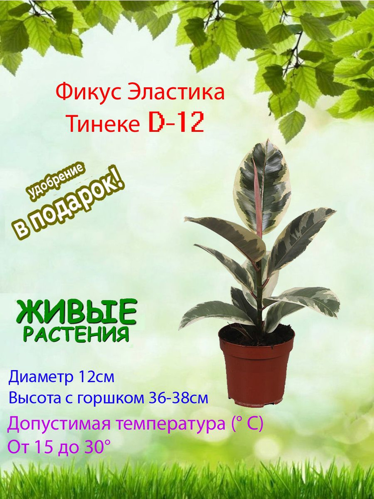 Комнатные растения, цвет Фикус эластика Тинеке D12, 12 см, 1 шт  #1