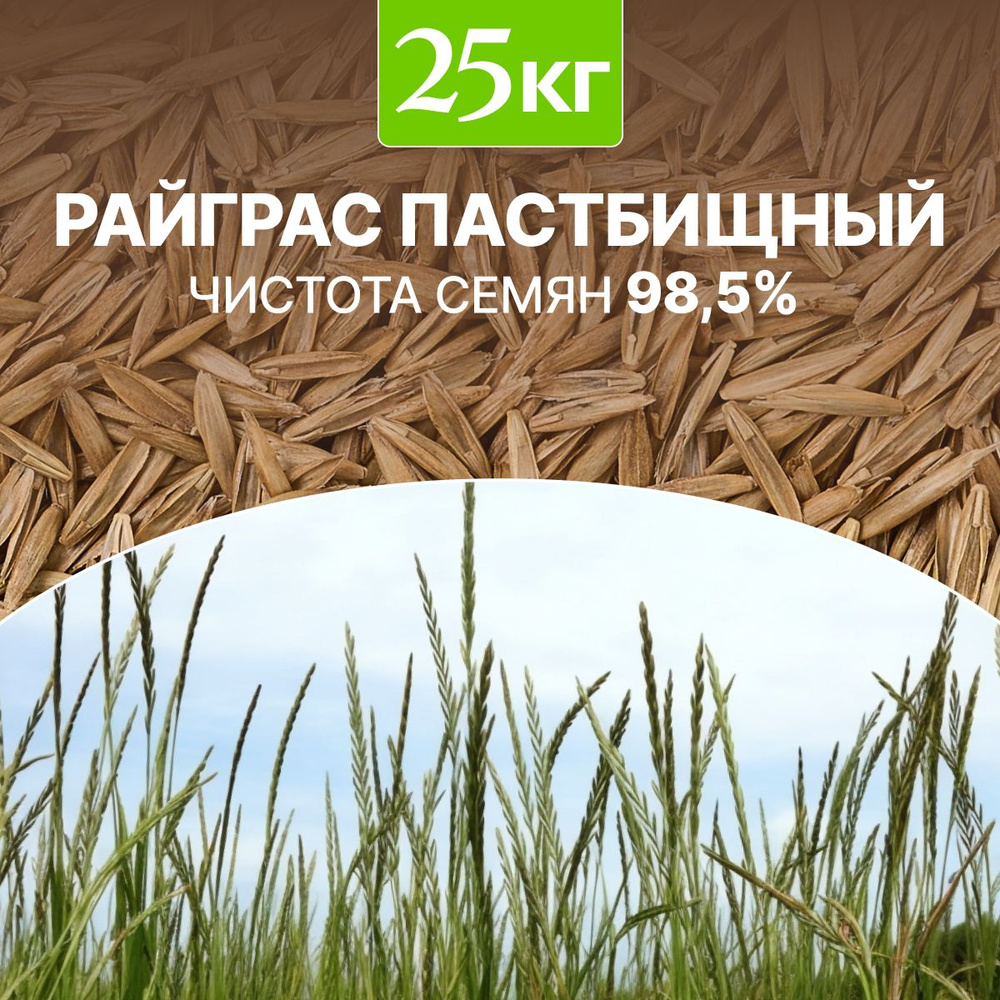 Семена Райграс пастбищный сидерат чистота 98,5%, озимая, био-удобрение, 25 кг  #1