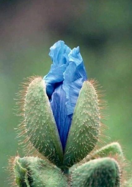Гималайский голубой мак, Meconopsis grandis, Меконопсис семена (15 ШТ)  #1
