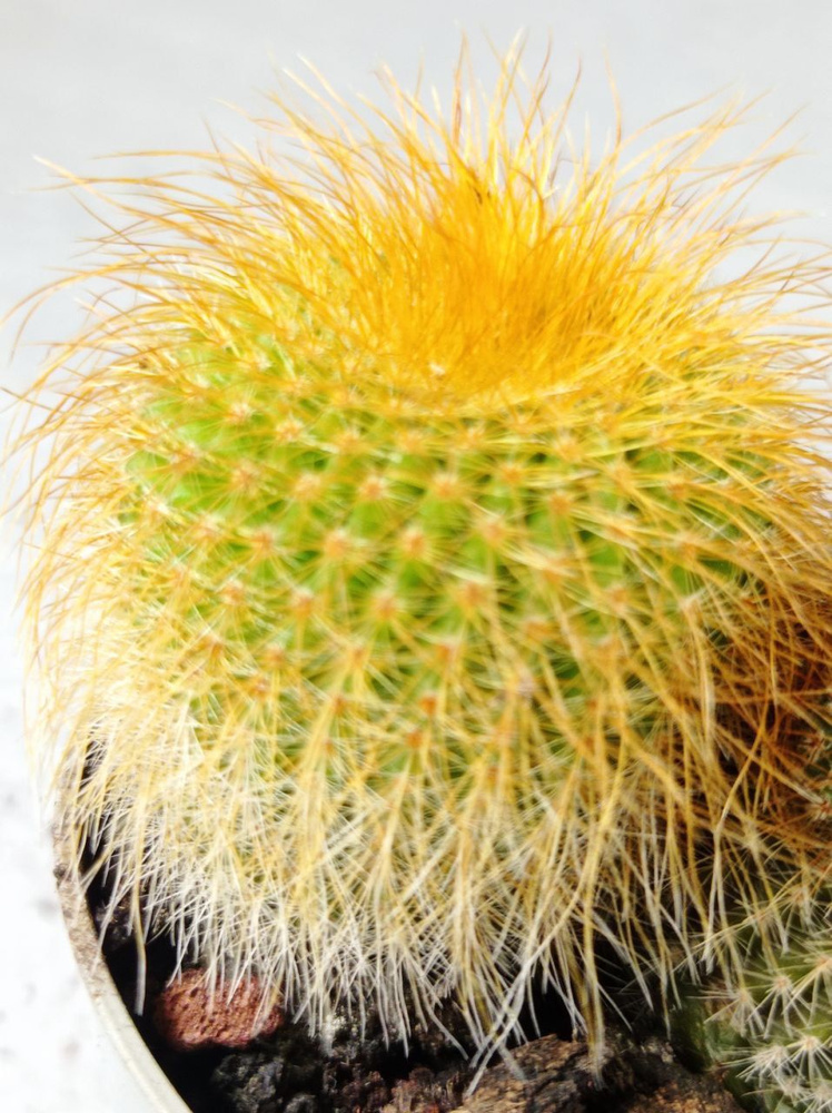 Комнатные растения, цвет 4 Нотокактус Ленингхауза (Лимонный шар) — шаровидный кактус из рода Пародия, #1