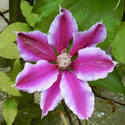 Клематис крупноцветковый Карнаби, 1шт #1