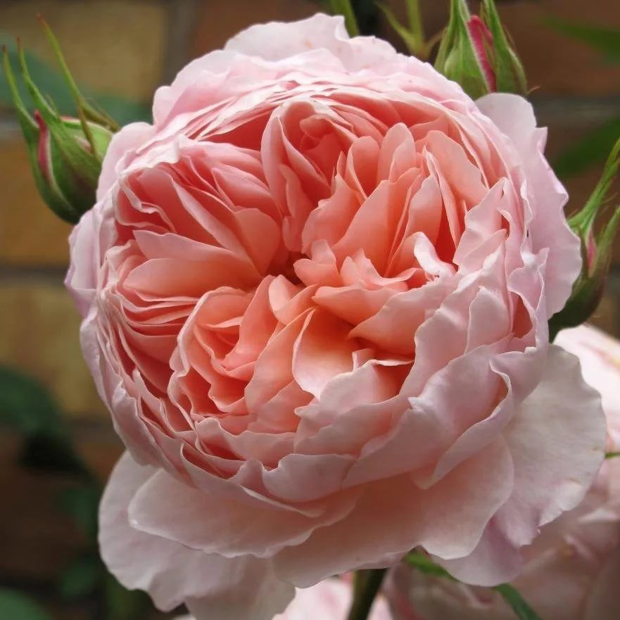 Роза английская парковая Уильям Морис #1
