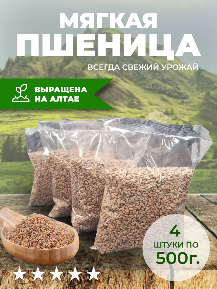 Пшеница мягких сортов Подходит для проращивания 2 кг #1