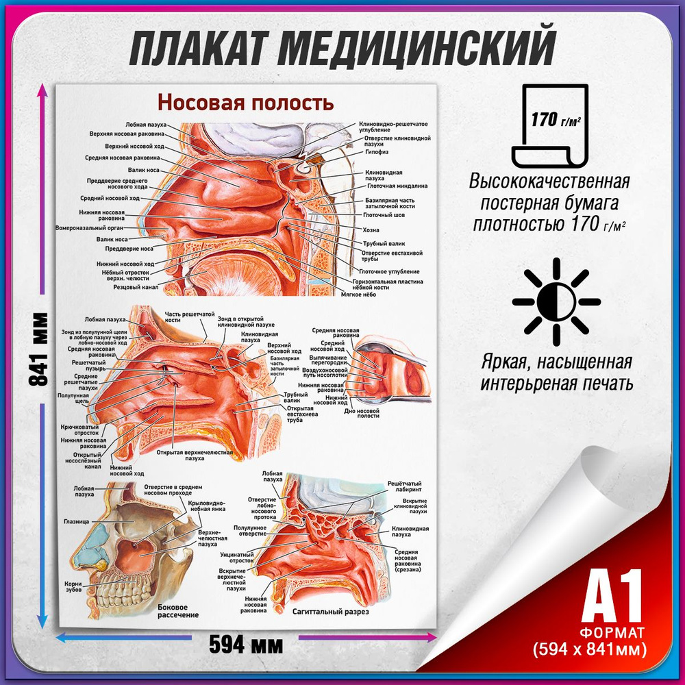 Информационный медицинский плакат "Носовая полость", А-1 / Обучающий медицинский постер 60x84 см.  #1