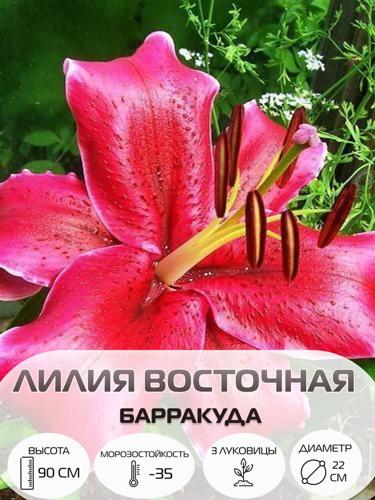 Луковицы лилии восточной Барракуда, многолетние цветы #1