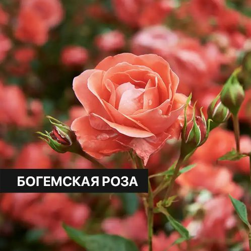 Отдушка CandleScience Bohemian Rose 50 г (Богемская Роза) #1