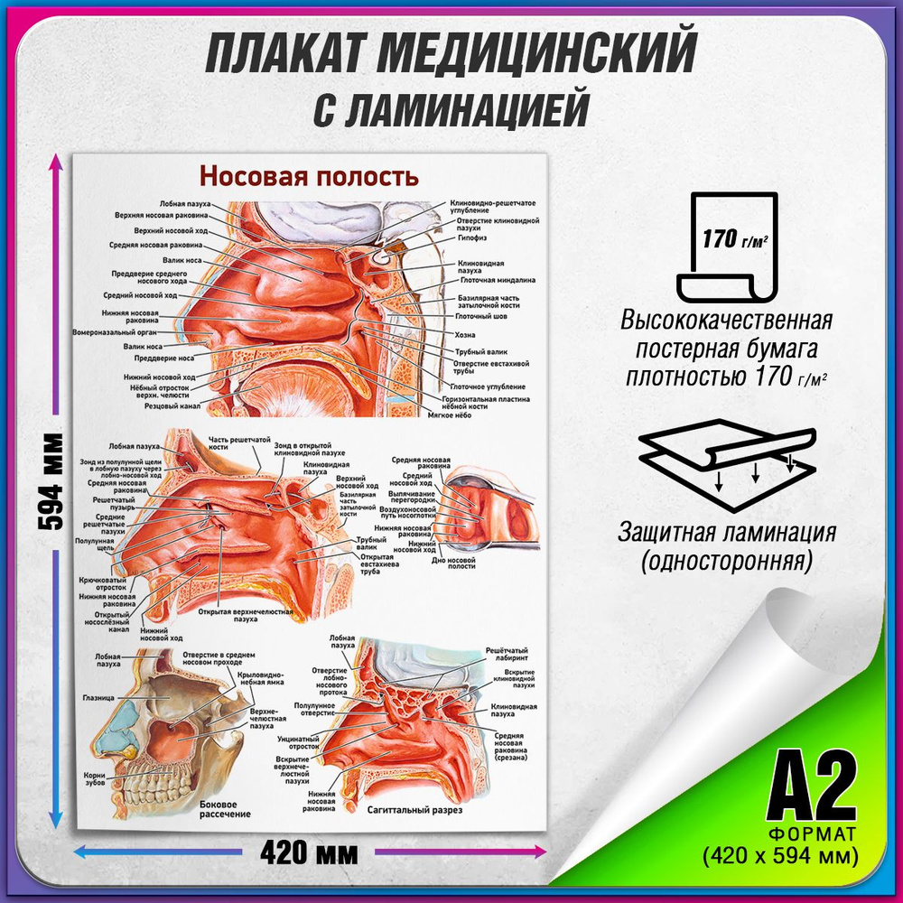 Информационный медицинский плакат "Носовая полость" / 42x60 см.  #1