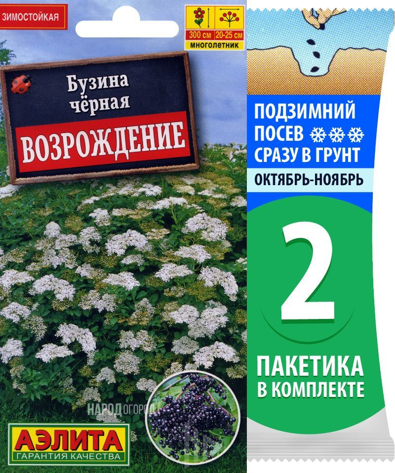 Семена Бузина черная Возрождение, 2 пакетика по 0,5г/150шт #1