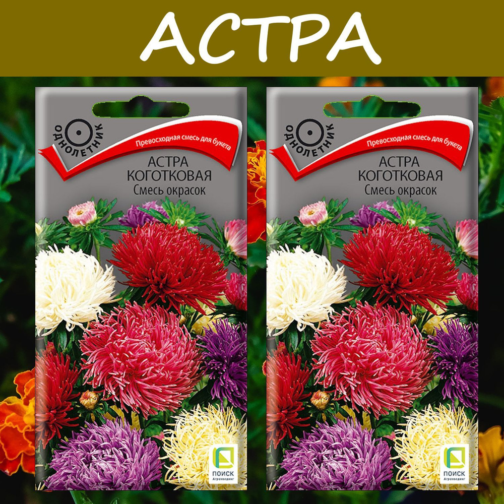 Астра коготковая Смесь окрасок, 2 упаковки, "Превосходная смесь для букетов"  #1