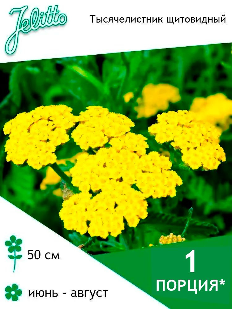 Семена Jelitto Тысячелистник щитовидный (ACHILLEA clypeolata) 1 порция  #1