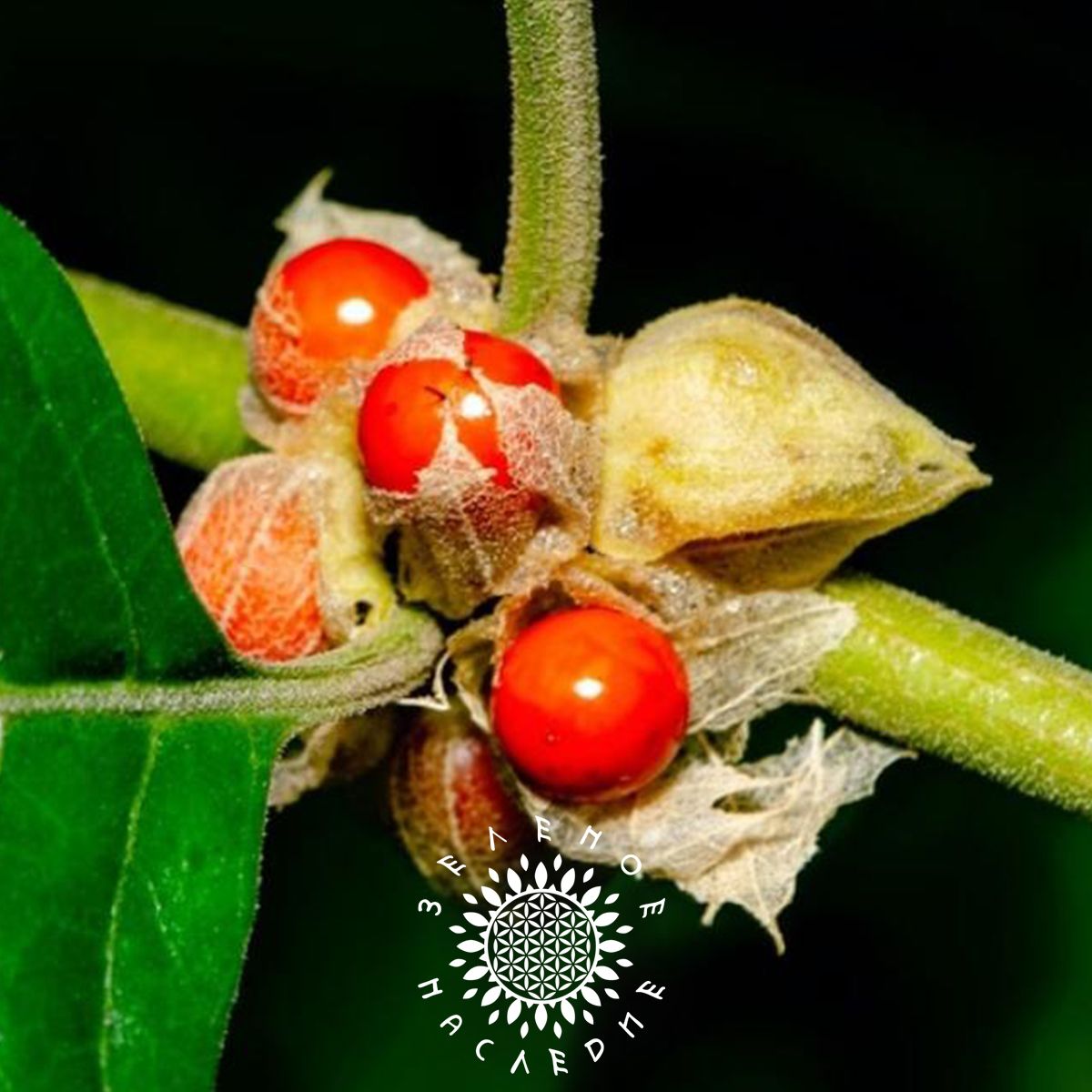 СеменаАшвагандха-Индийскийженьшень(лат.Withaniasomnifera)15шт