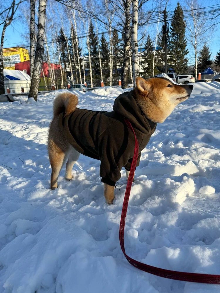 Одежда для собак, худи, 50р-р, цвет: мох, толстовка, кофта, для собак мелких и средних пород.  #1