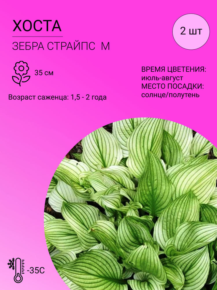 Хоста, многолетнее травянистое растение, 2 шт #1