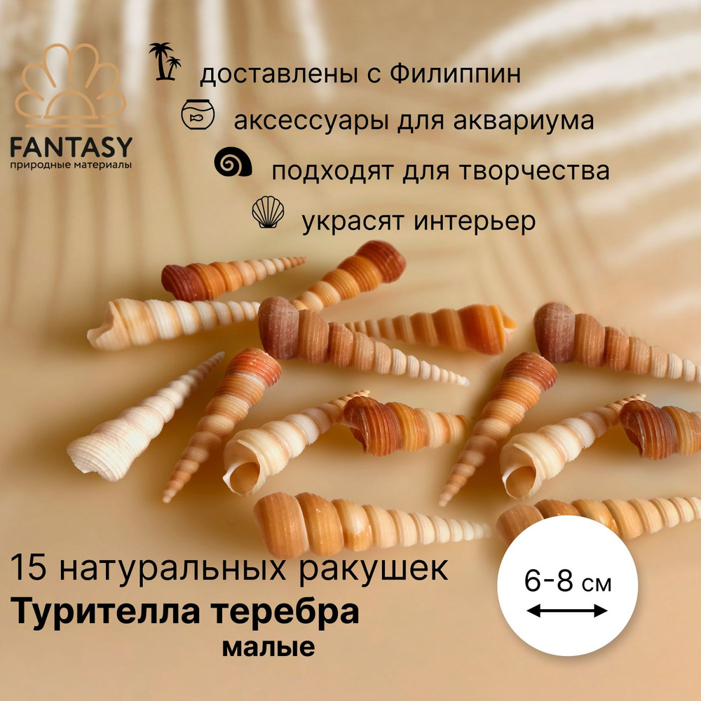 Натуральная морская ракушка FANTASY Турителла теребра малая, 15 шт., 6-8 см  #1