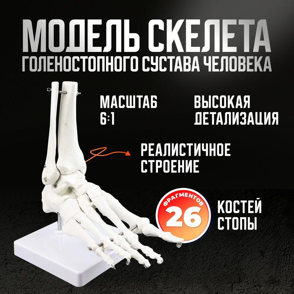 Модель скелета голеностопного сустава человека Bone / Модель стопы человека 1:1 / Макет Голеностопный #1