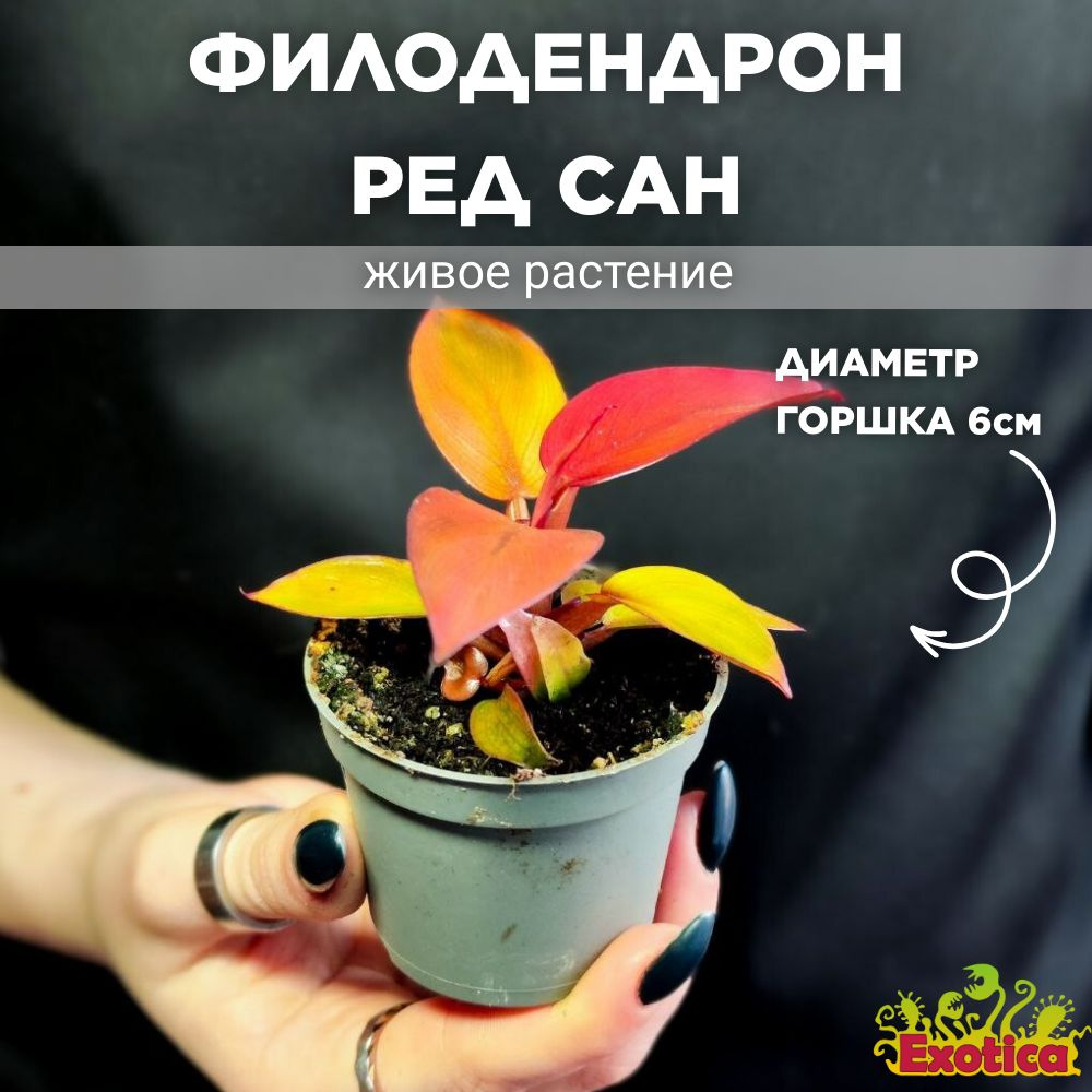 Филодендрон Ред Сан, или Красное Солнце (Philodendron Red Sun) D6см  #1