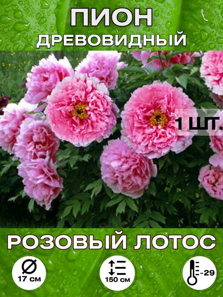 Magic Blooming Garden Семена ,1шт #1