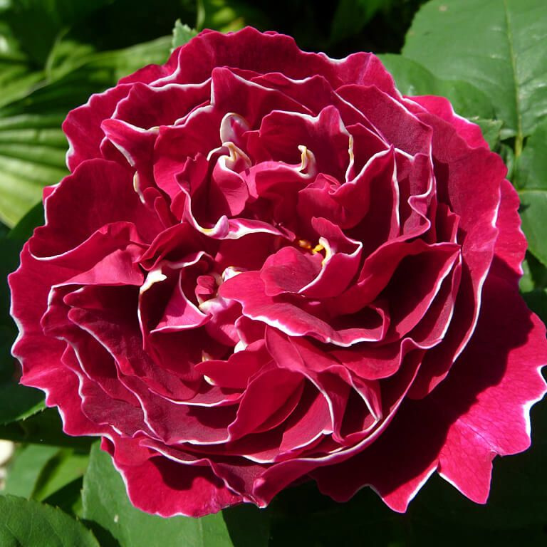Роза парковая Барон Жиро де Лен старинная #1