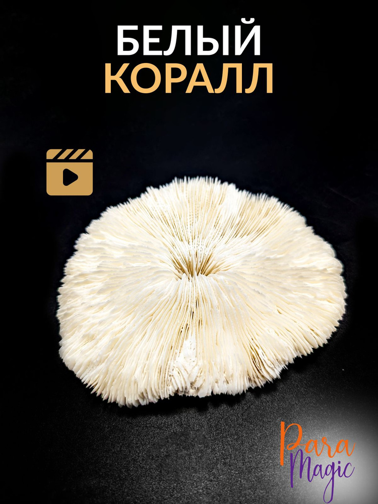 Коралл Морской белый, натуральный минерал, размер: 13-14см.  #1