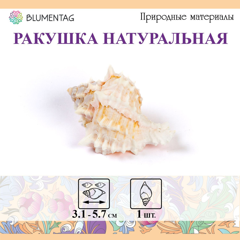 Ракушки морские "Blumentag" DRF-014 М 1 шт. 5.7 см Pink Murex Asstd #1