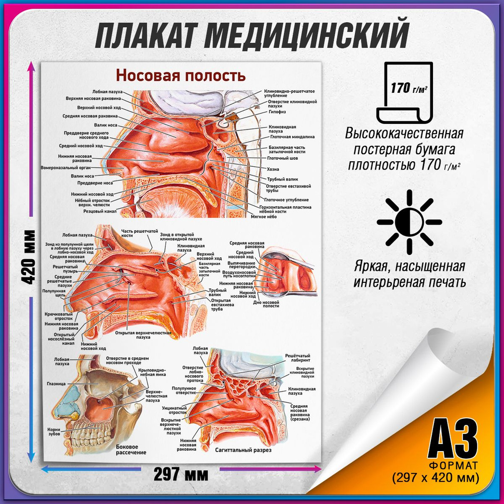 Информационный медицинский плакат "Носовая полость", А-3 / Обучающий медицинский постер 30x42 см.  #1