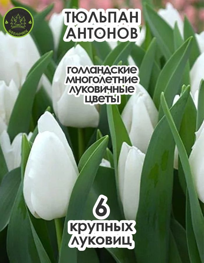 Тюльпан Луковица, Антонов, 6 шт крупные #1