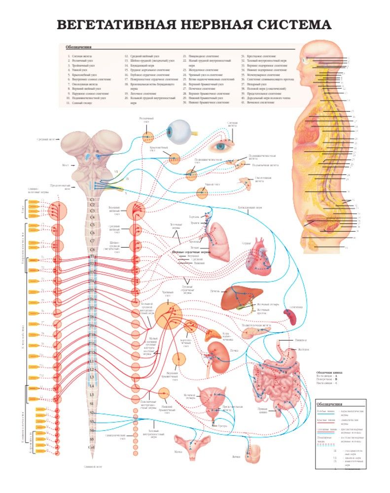 Большой атлас анатомии человека | Human Anatomy Atlas - Ozon image 6