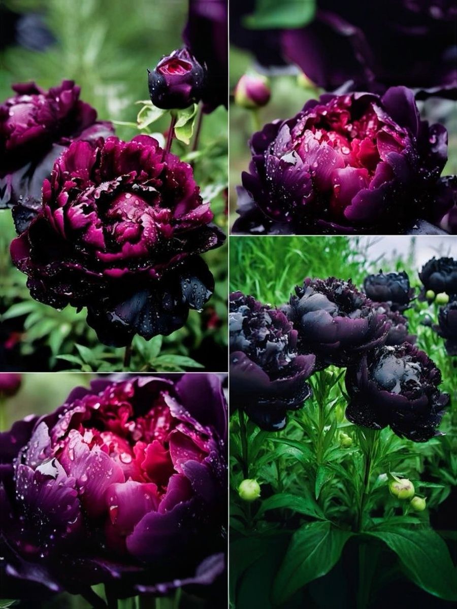 ПионBlackBeauty