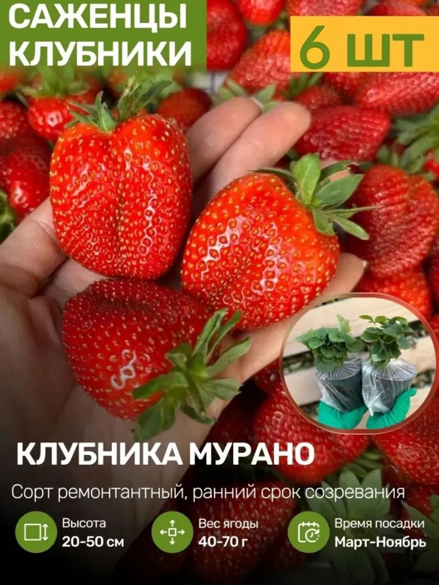 СаженцыКлубникиРемонтантнойМурано