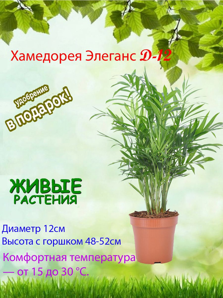 Хамедорея, цвет Хамедорея Элеганс d-12, 12 см, 1 шт #1